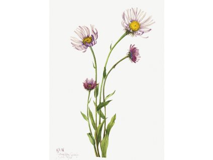 image from rawpixel id 2608392 jpeg