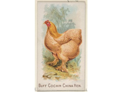 upravena slepice tisk