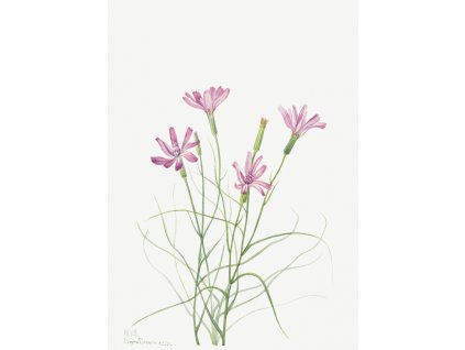 image from rawpixel id 2613479 jpeg