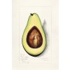 AVOKADO OPEN TISK
