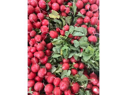 Ředkvička 1 Velký Svazek