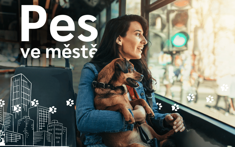 Městský psí život: Jak brát psa všude s sebou