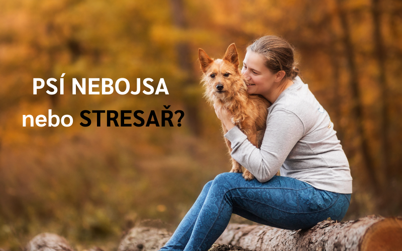 Je neposlušný nebo se jen bojí? Jak zvládnout stresové situace se psem co nejlépe?
