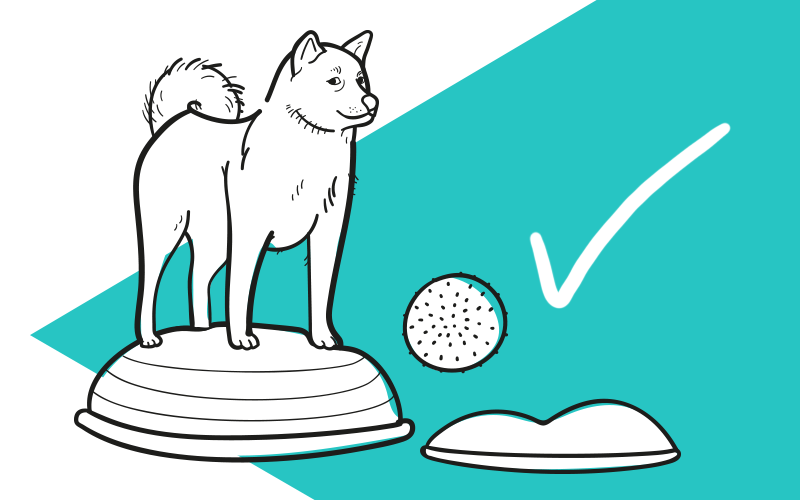 Znovu na nohách: Podpora a péče o psy po úrazu nebo operaci páteře