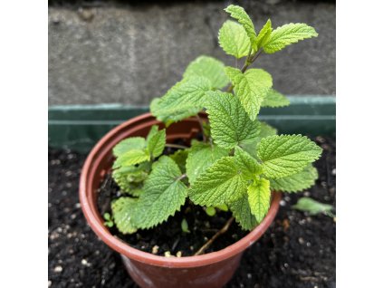 meduňka v květináči