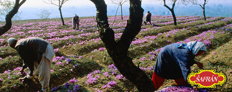 šafránová farma Irán
