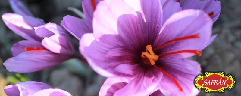 detail šafránu