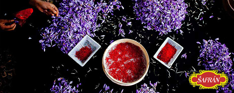 safran kvety i koreni