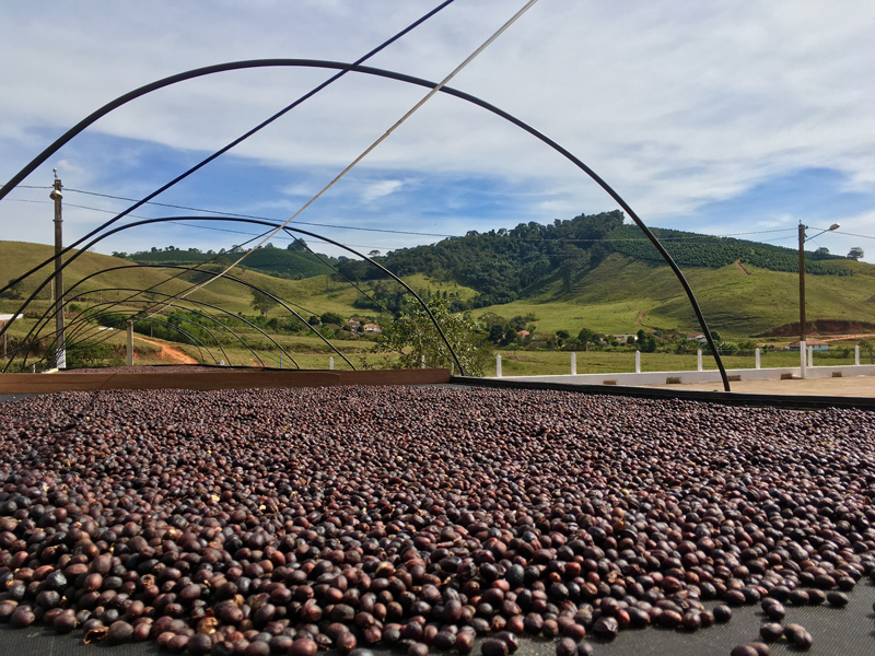 Natural-processed-coffee-drying-on-raised-bed