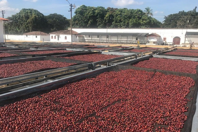 Salvador_Finca_Montecristo