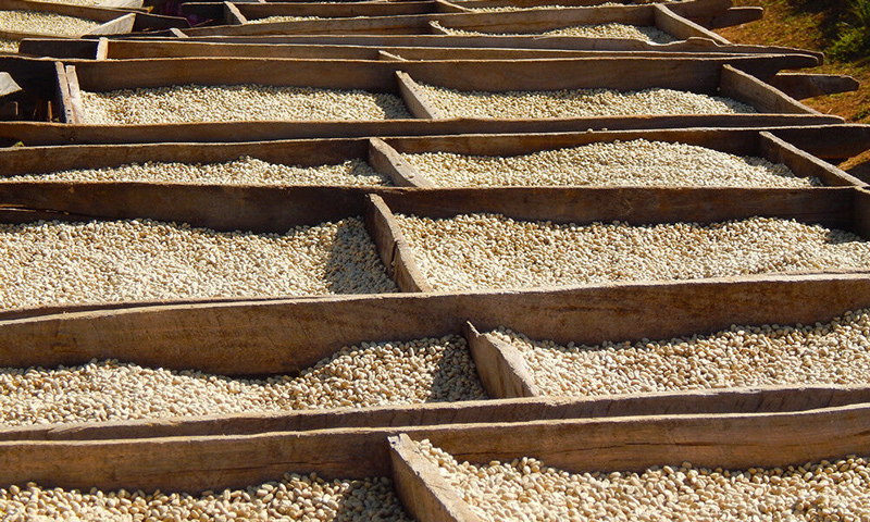 coffee-beds-guatemala