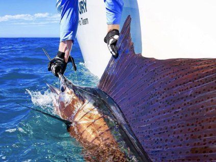 sailfish