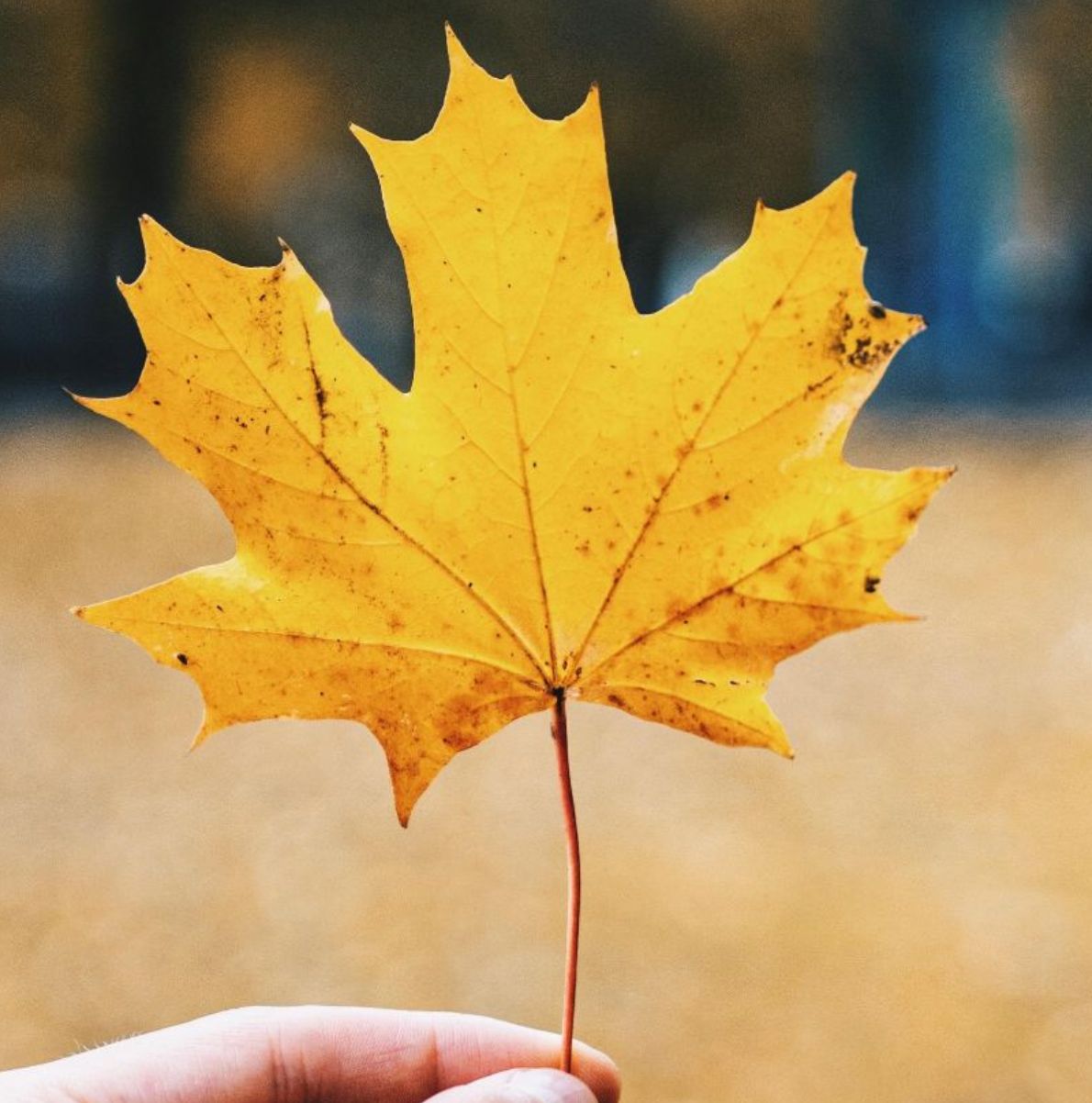 Ochutnejte barvy podzimu!