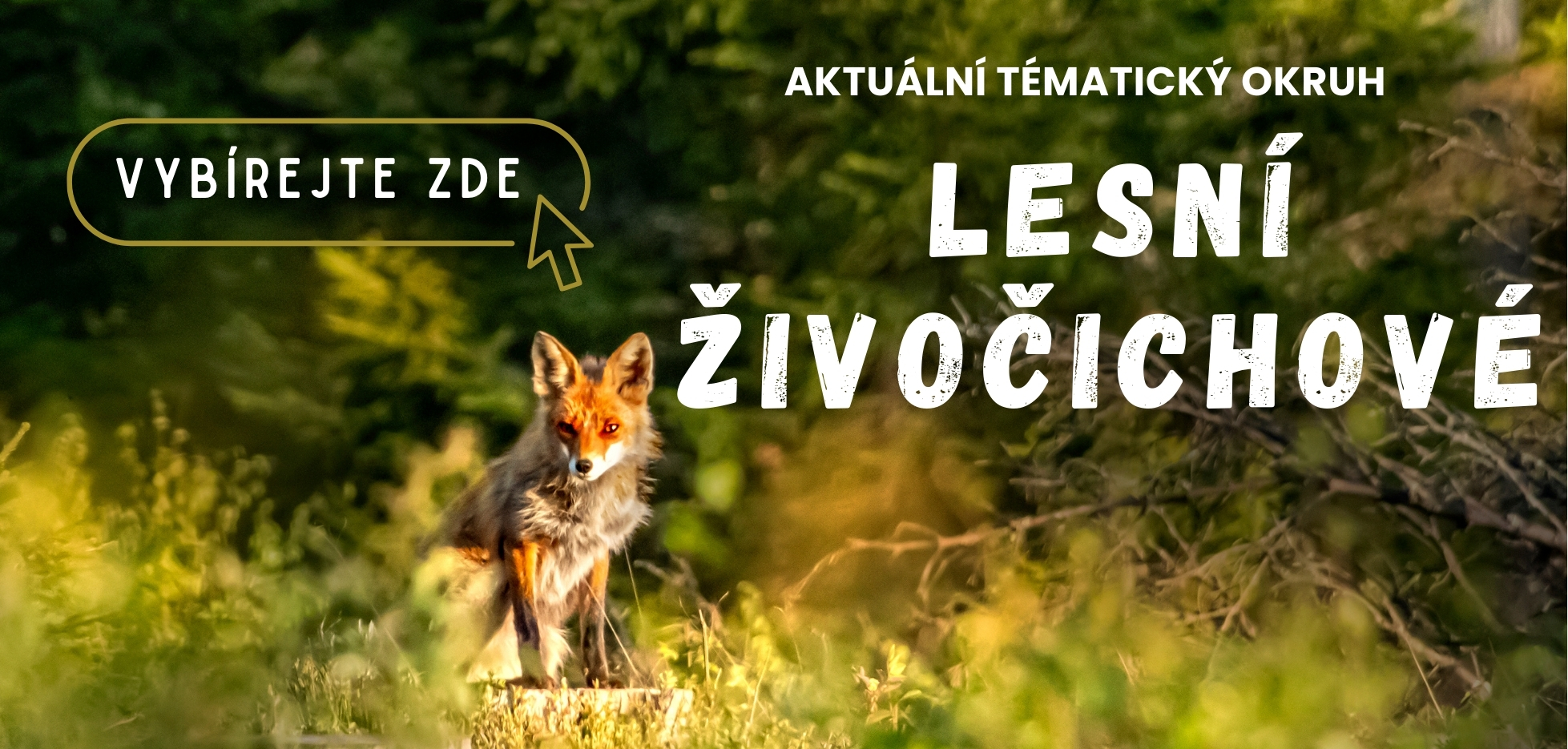 Lesní živočichové