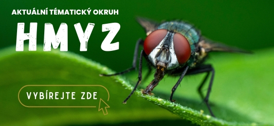 Hmyz