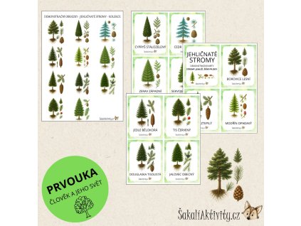 Jehličnaté stromy - strom, jehličí, šiška/plod - demonstrační karty