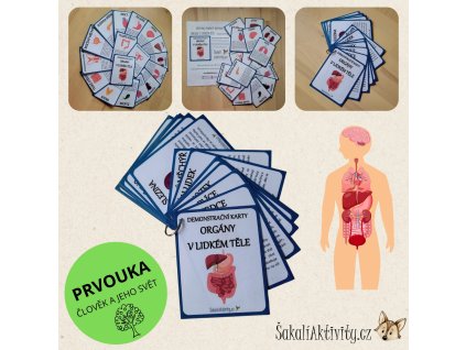 ORGÁNY V LIDSKÉM TĚLE - demonstrační karty