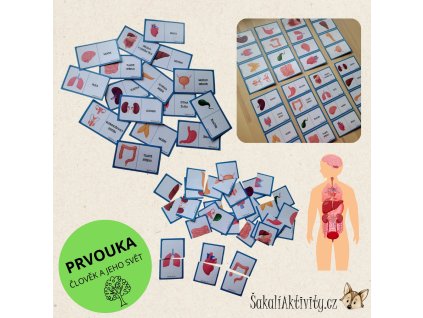 ORGÁNY V LIDSKÉM TĚLE - párování