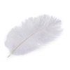 Pštrosí peří délka cca 20-25 cm (Varianta 1 bílá, Balení 2 ks)