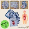 ORGÁNY V LIDSKÉM TĚLE - demonstrační karty