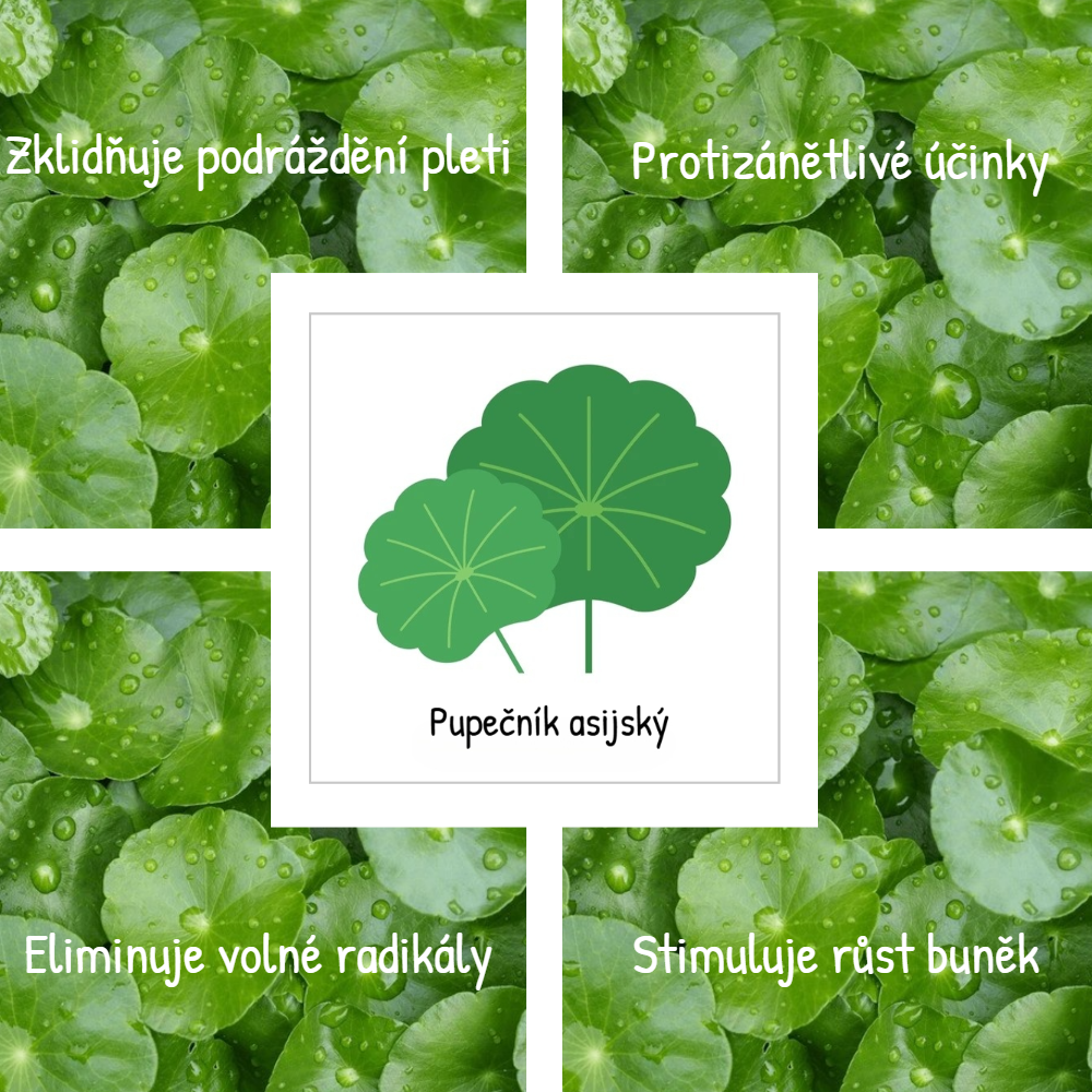Pupečník asijský (centella asiatica) v kosmetice
