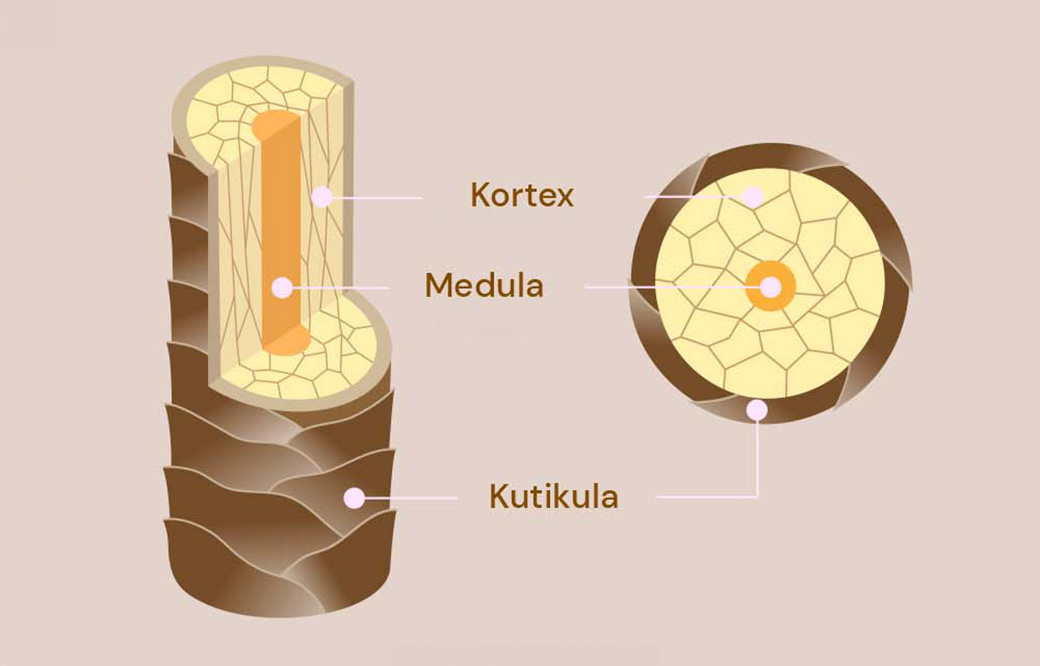 Poznejte anatomii a strukturu vlasu