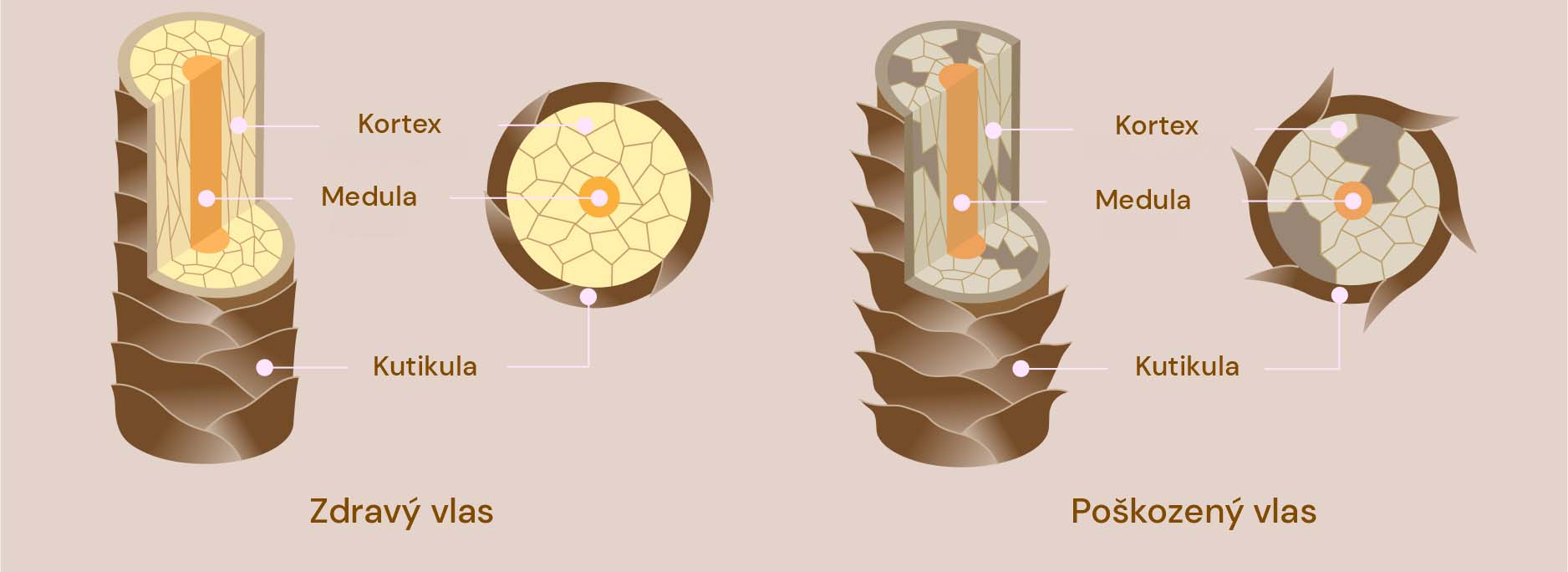 Basic hair structure