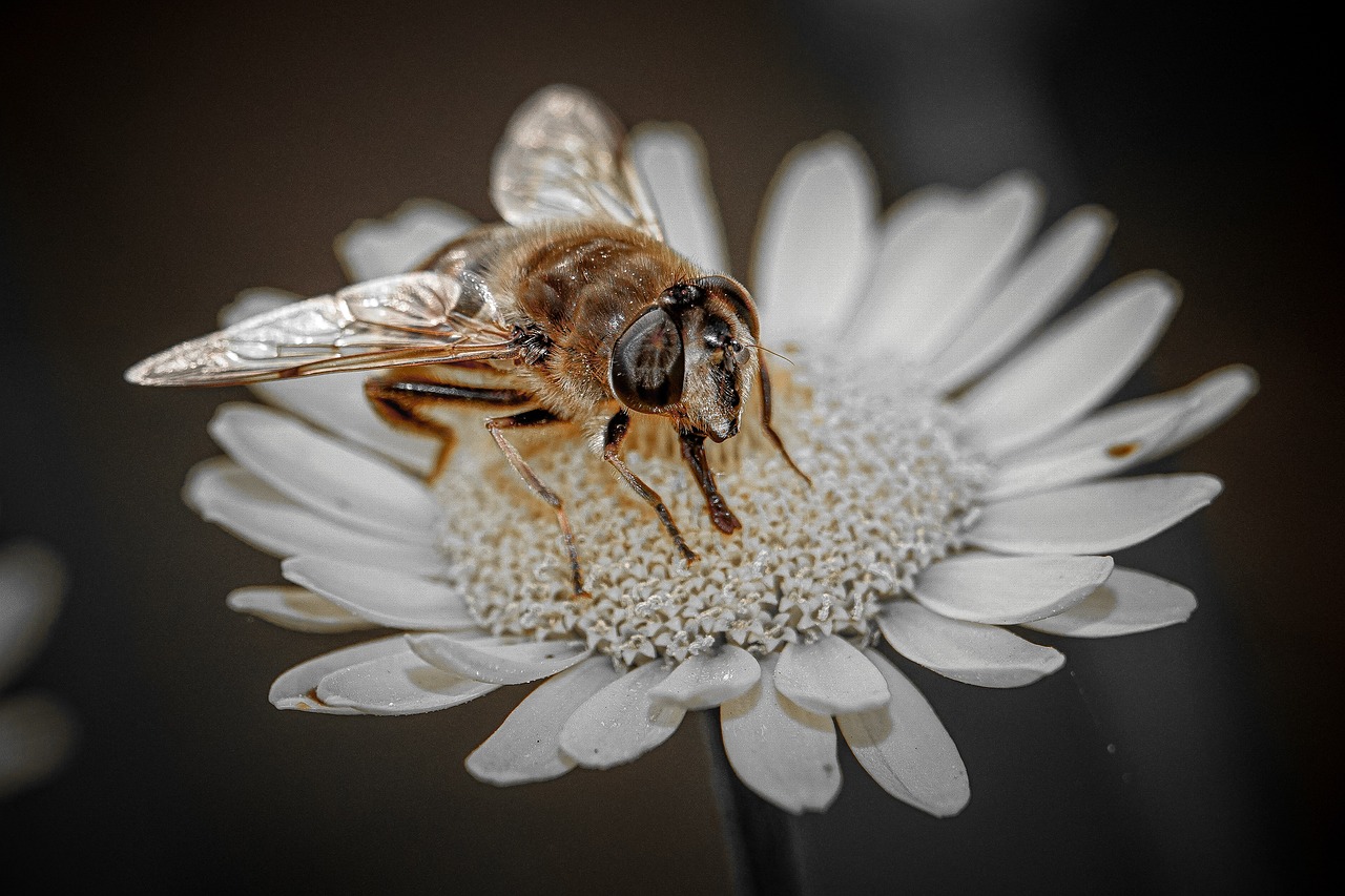 bee-7250540_1280
