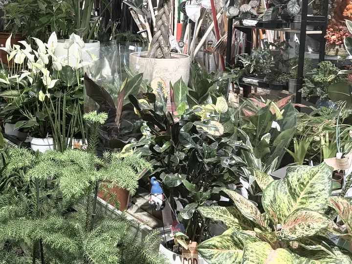 Izbové rastliny v kvetináčoch v predajni SALY Centrum