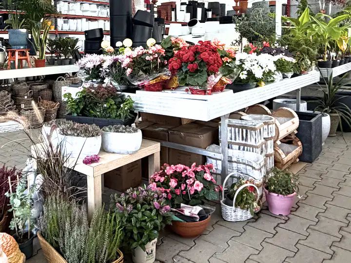 Kvitnúce rastliny a sezónne kvety na stoloch v záhradníctve SALY Centrum