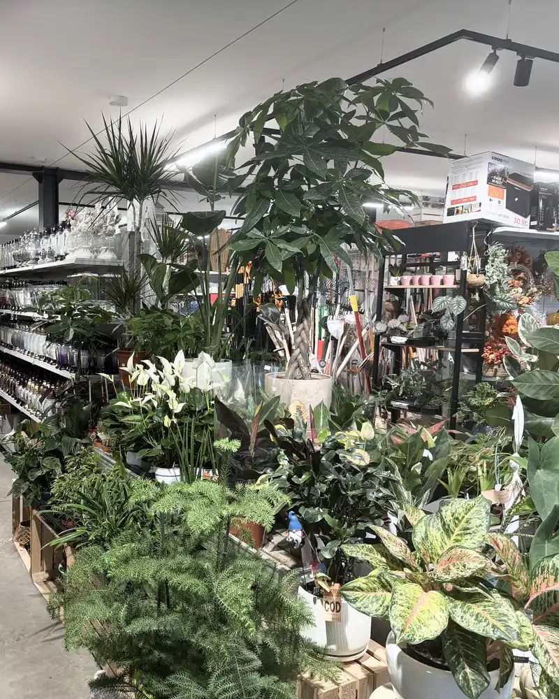 Izbové rastliny, náradie a záhradnícke potreby v predajni SALY Centrum
