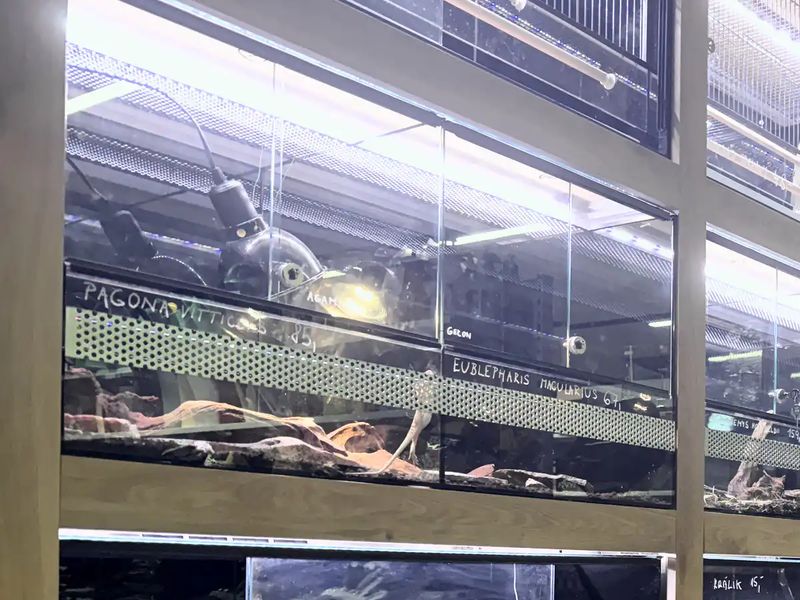 Detail terárií s osvetlením a vyhrievacou lampou