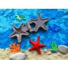 tvoritko morska hvezdice