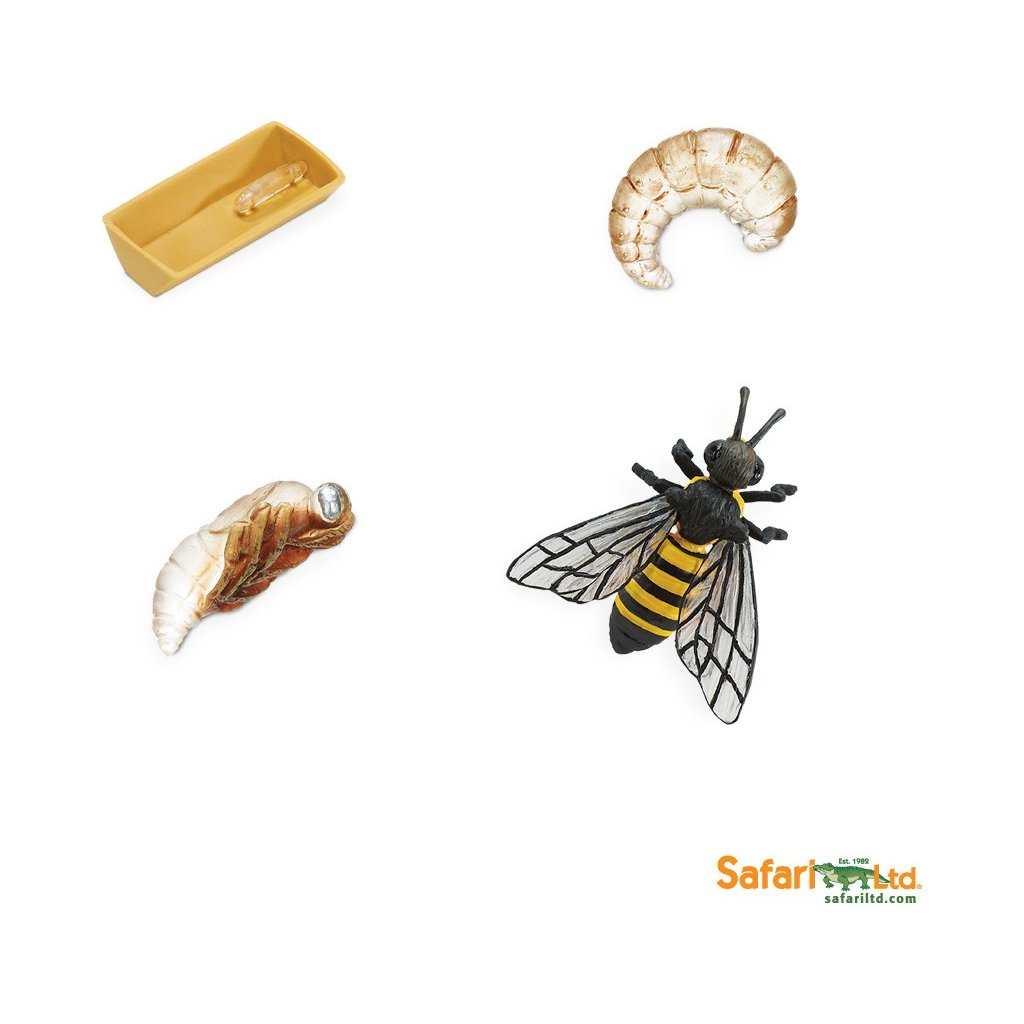 Životní cyklus - Včela