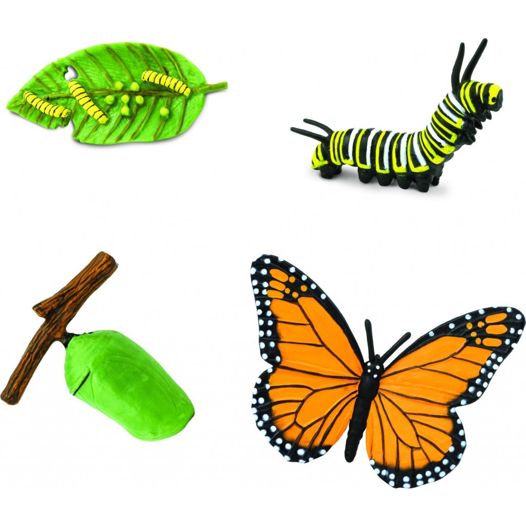 Animal Life Životní cyklus - motýl