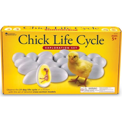 Životní cyklus kuřete