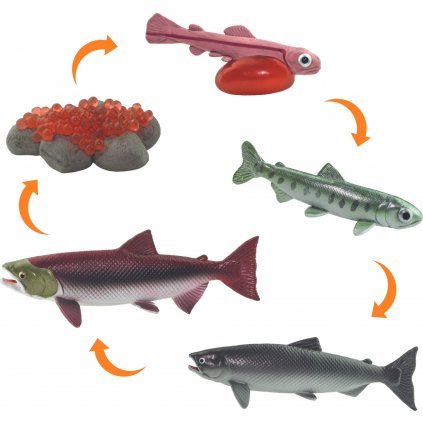 Animal Life Životní cyklus - losos