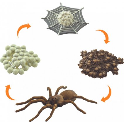 Animal Life Životní cyklus - pavouk