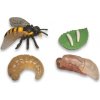 Animal Life Životní cyklus - včela/vosa