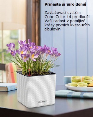 Cube Color 14 krokusy