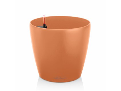 Classico Color mango slush