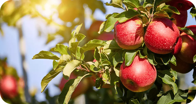 Apple Juicer: How to Make Fresh Juice at Home Effortlessly 2