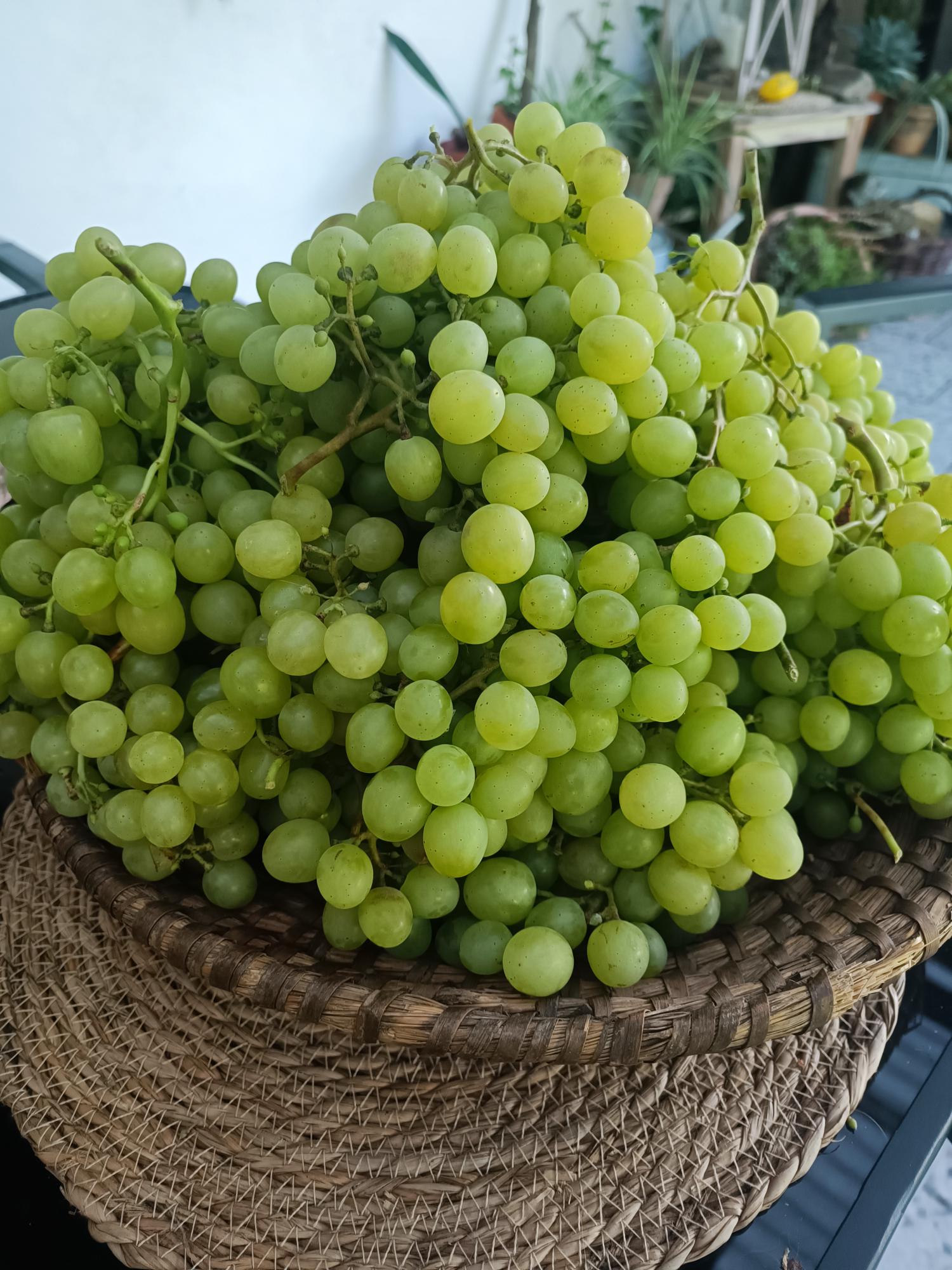 How To Juice Grapes With Seeds and Stems