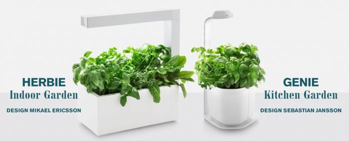 Grow Sprouts and Herbs All Year Round