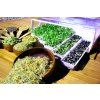 20647 easygreen sprouter seeds