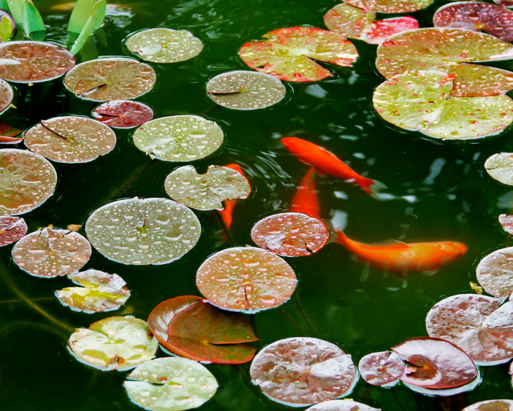 Dusíkový cyklus v jazierku: kľúč k čistej vode a zdravým rybám