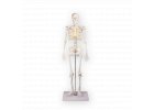 Modely ľudskej kostry