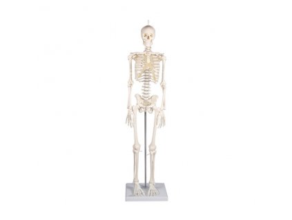 Malý model kostry PATRICK