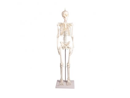 Mini model ľudskej kostry PAUL s pohyblivou chrbticou