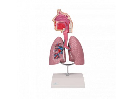 Ľudský dýchací systém rozšírená anatómia